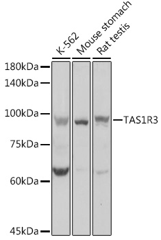 TAS1R3 Rabbit pAb