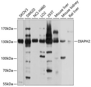 DIAPH2 Rabbit pAb