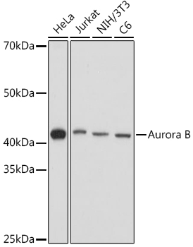 Aurora B Rabbit pAb