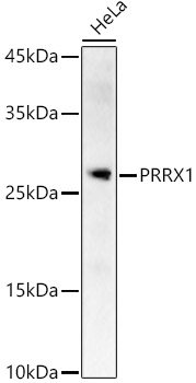 PRRX1 Rabbit pAb