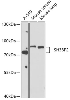 SH3BP2 Rabbit pAb
