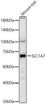 SLC1A7 Rabbit pAb