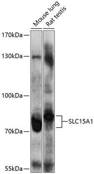 SLC15A1 Rabbit pAb