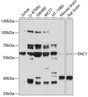 ENC1 Rabbit pAb