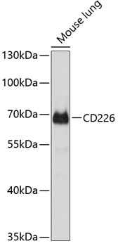 CD226 Rabbit pAb