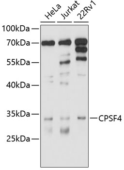 CPSF4 Rabbit pAb