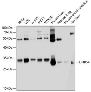 DHRS4 Rabbit pAb