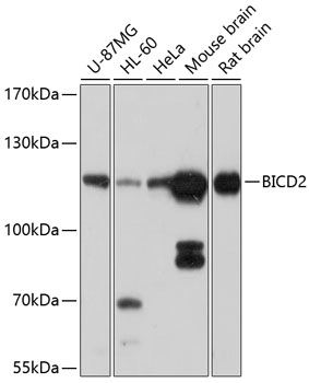 BICD2 Rabbit pAb