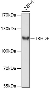 TRHDE Rabbit pAb
