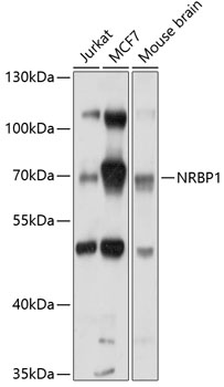 NRBP1 Rabbit pAb