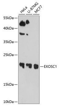 EXOSC1 Rabbit pAb
