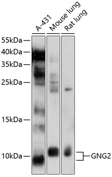 GNG2 Rabbit pAb