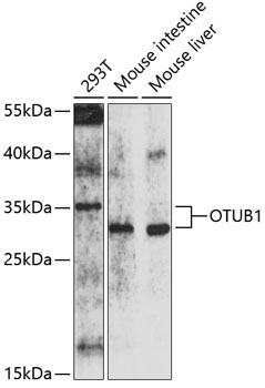 OTUB1 Rabbit pAb