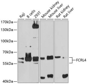 FCRL4 Rabbit pAb