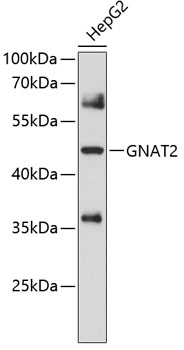GNAT2 Rabbit pAb