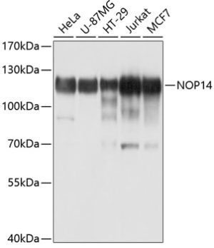 NOP14 Rabbit pAb