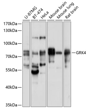 GRK4 Rabbit pAb