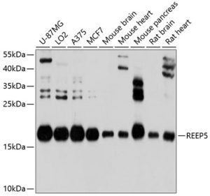 REEP5 Rabbit pAb