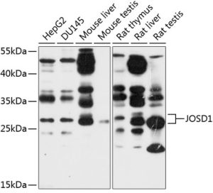 JOSD1 Rabbit pAb
