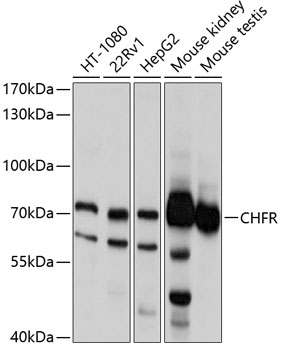 CHFR Rabbit pAb