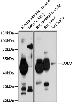 COLQ Rabbit pAb