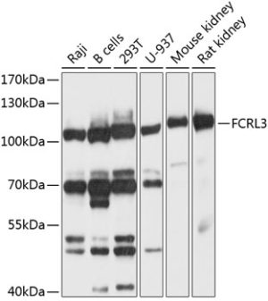FCRL3 Rabbit pAb