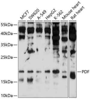 PDF Rabbit pAb