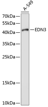 EDN3 Rabbit pAb