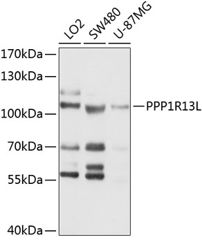 PPP1R13L Rabbit pAb