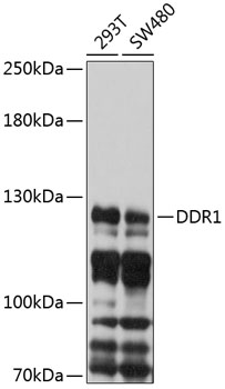 DDR1 Rabbit pAb
