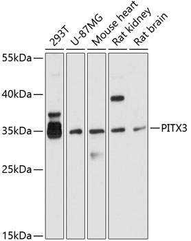 PITX3 Rabbit pAb
