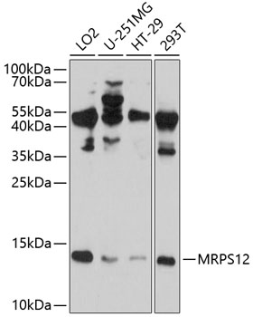 MRPS12 Rabbit pAb