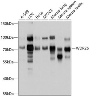 WDR26 Rabbit pAb
