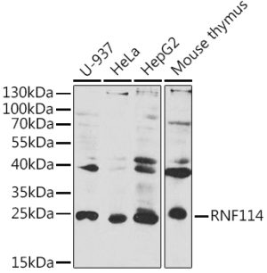 RNF114 Rabbit pAb