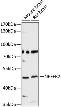 NPFFR2 Rabbit pAb