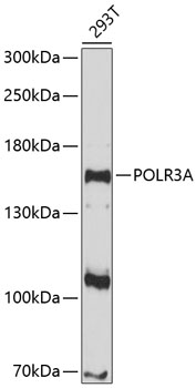 POLR3A Rabbit pAb