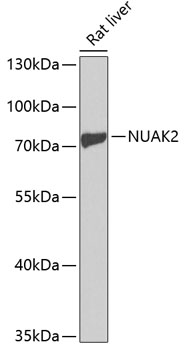 NUAK2 Rabbit pAb