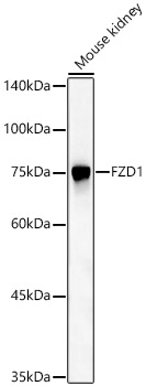 FZD1 Rabbit pAb