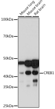 CREB Rabbit mAb