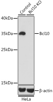 [KO Validated] Bcl10 Rabbit pAb