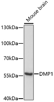 DMP1 Rabbit pAb