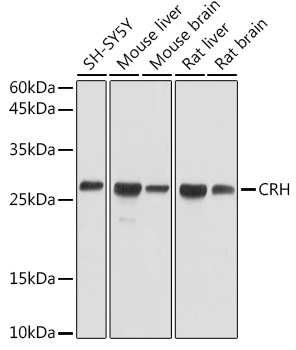 CRH Rabbit pAb