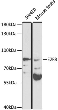 E2F8 Rabbit pAb
