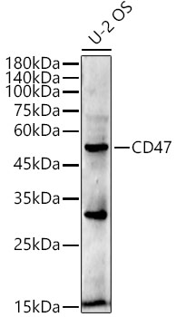 CD47 Rabbit mAb