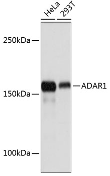 ADAR1 Rabbit mAb