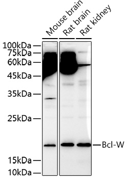 Bcl-W Rabbit pAb