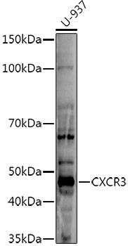 CXCR3 Rabbit pAb