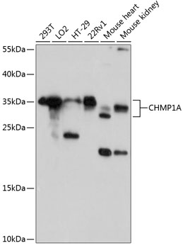 CHMP1A Rabbit pAb