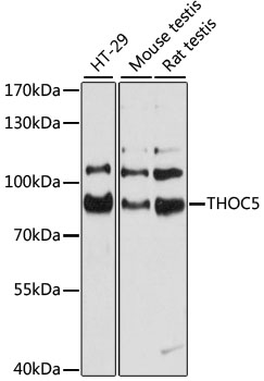 THOC5 Rabbit pAb
