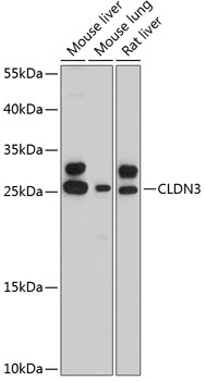 CLDN3 Rabbit pAb